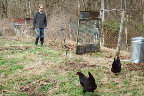 Chickens in the garden