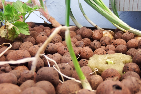 Seed-sprouting in an aquaponics grow bed