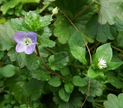 Early spring flowers