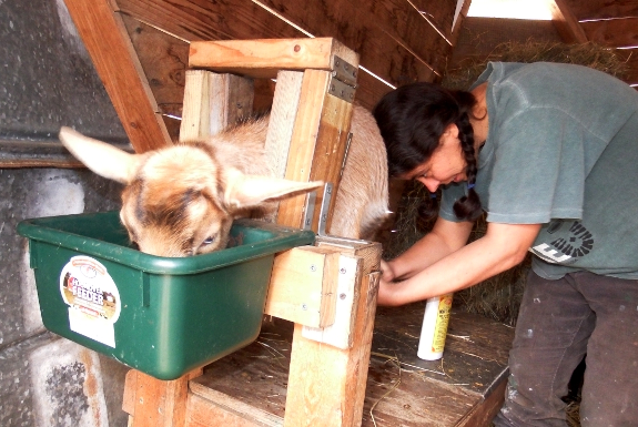 Hoof trimming