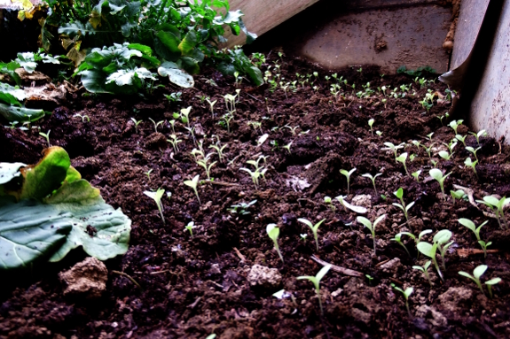 January lettuce