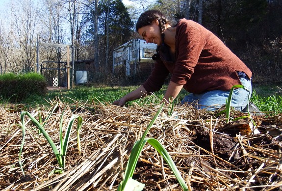 Fixing Lucy damage to our garlic patch.
