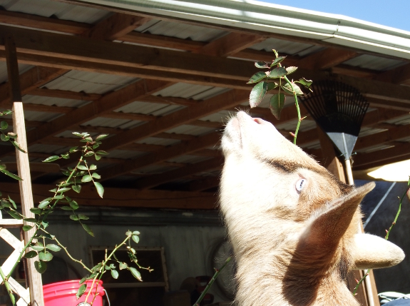 Goat eating rose leaves