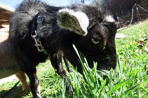 Goat eating rye