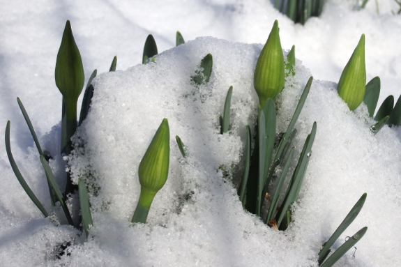 Daffodil buds in the snow