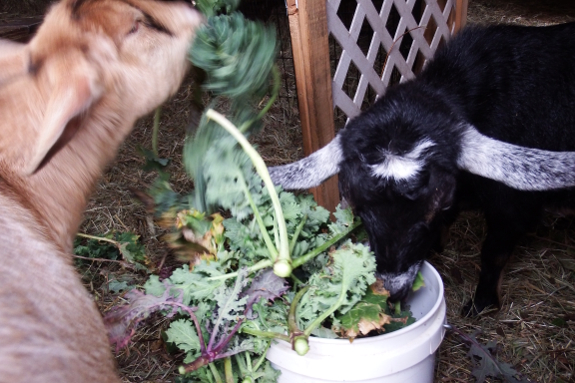 Bucket of kale