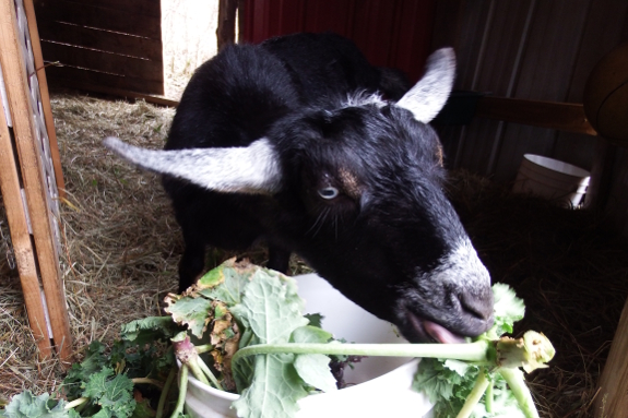 Goat eating kale