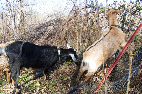 Goats grazing honeysuckle