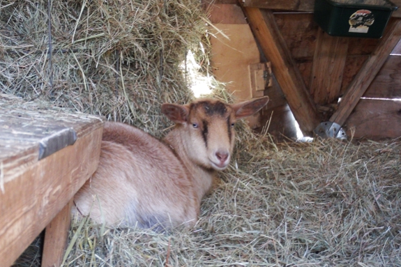 Napping goat