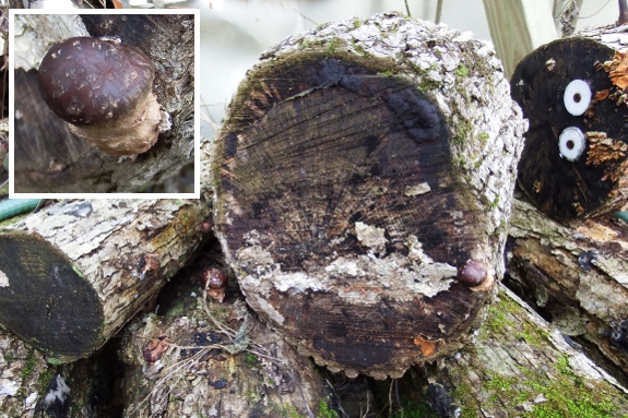 Shiitake mushroom bud