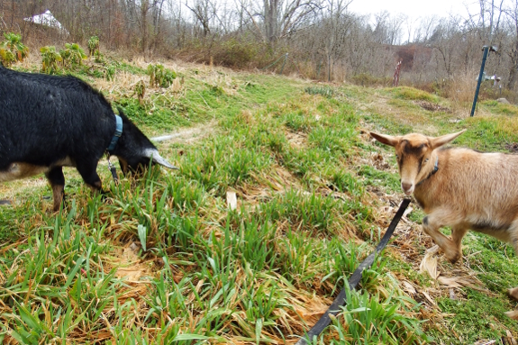 Grazing goats