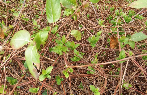 Honeysuckle leaves