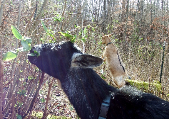 Goats in the winter sun