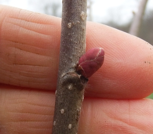 Hybrid hazel bud