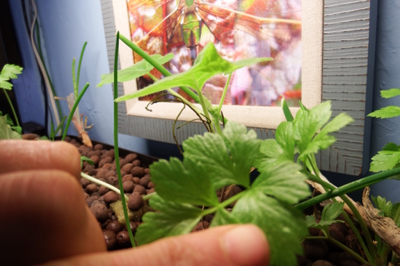 Aquaponic celery