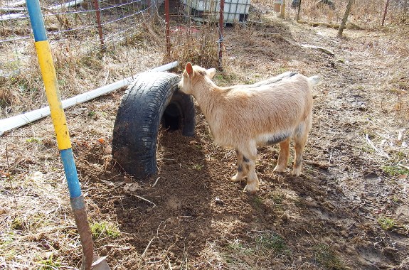 Goat tire installation.