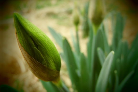 Daffodil bud