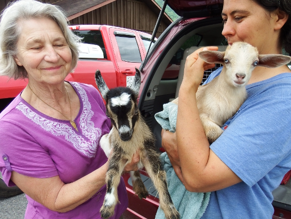 Baby goats