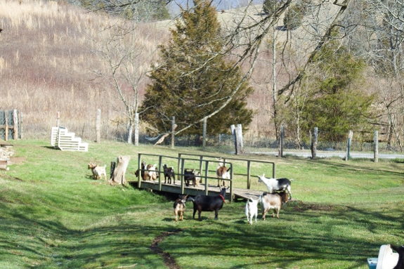 Goat bridge