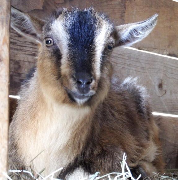 Dwarf Nigerian wether