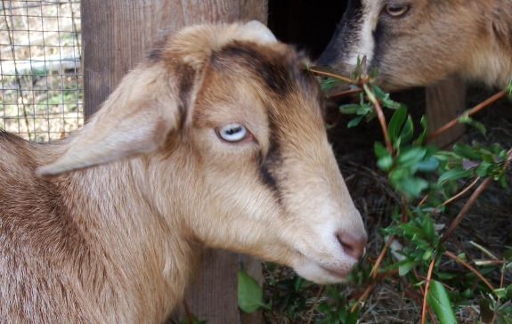 Floppy-eared goat
