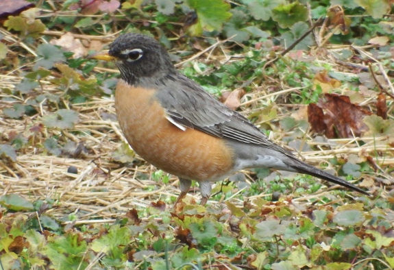 Robins returning to the garden.