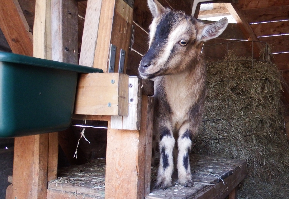 Tiny goat