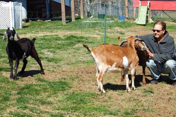 Mini Nubians