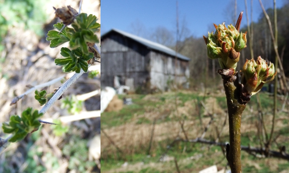 Pear bud break