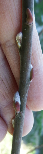 Silver willow buds