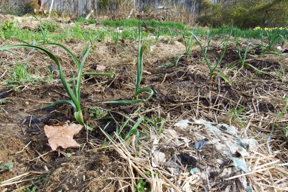 Garlic in March.