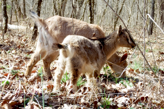 Companion goats