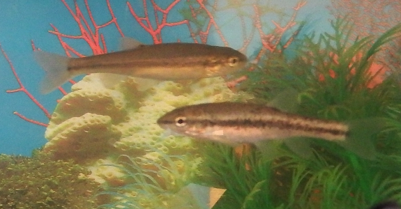 Two dace