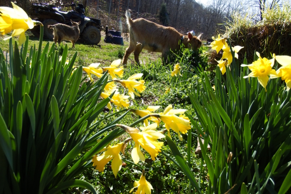 Daffodils with goats
