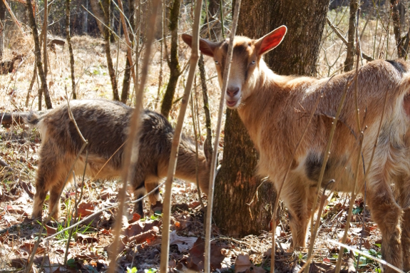 Goats barking a tree