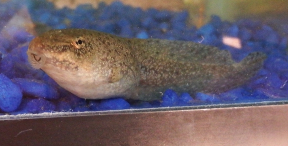 Green frog tadpole
