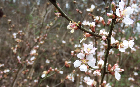 Nanking cherry bloom