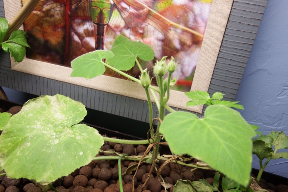 Hydroponic squash