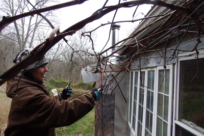 Pruning grapes