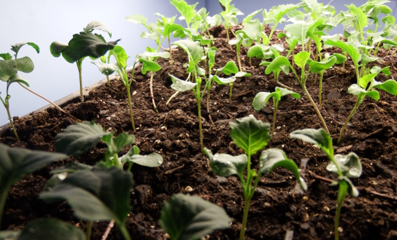 Broccoli seedlings