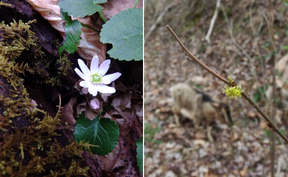 Spring flowers