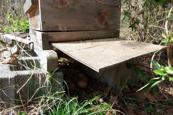 Bee box with eggs hidden underneath.