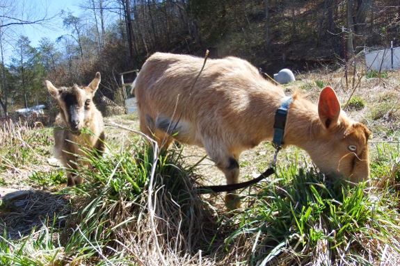 Grazing goat