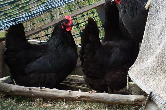 Black Australorps