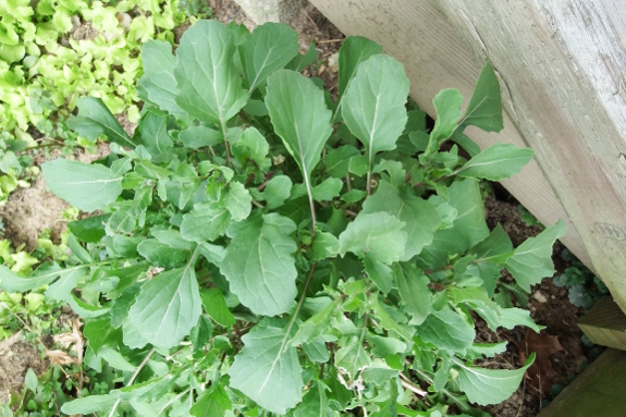 Overwintering arugula