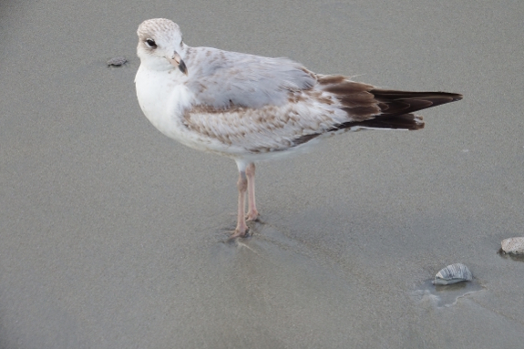 Ring-billed gull