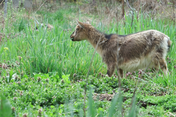 Goat on spring grass