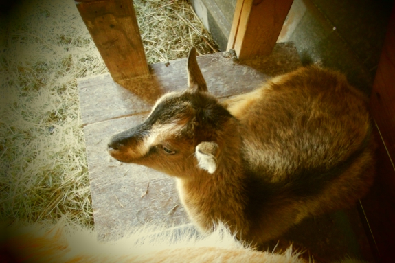 Resting goat