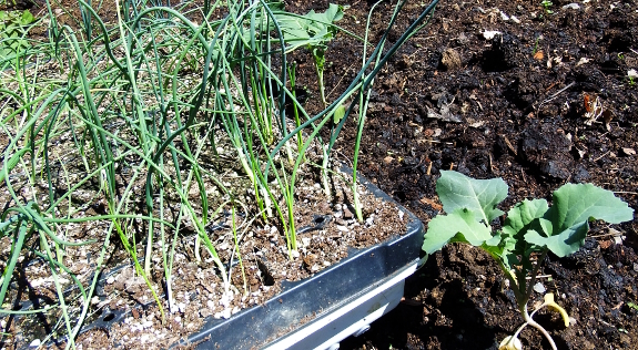 Spring seedlings