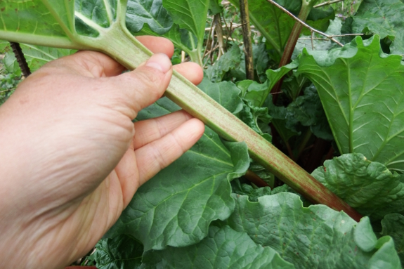 Picking rhubarb